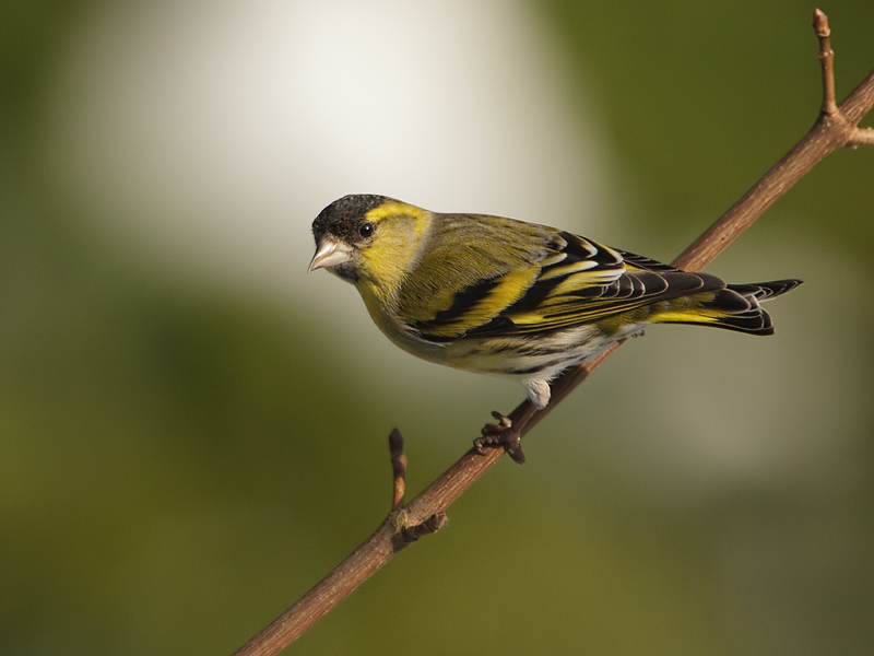 Carduelis spinus Siskin Sijs